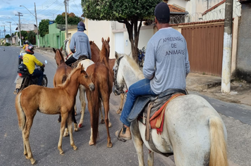 Apreensão de animais: evite multas e prejuízos
